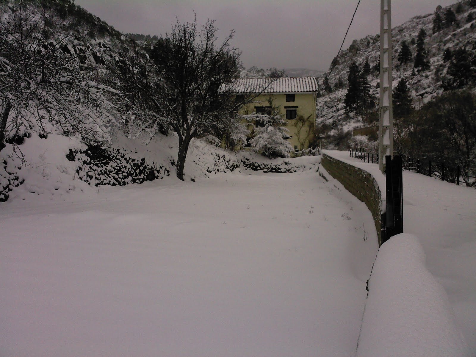 NOGUERA DE ALBARRACIN