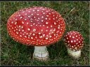 World Mushrooms
