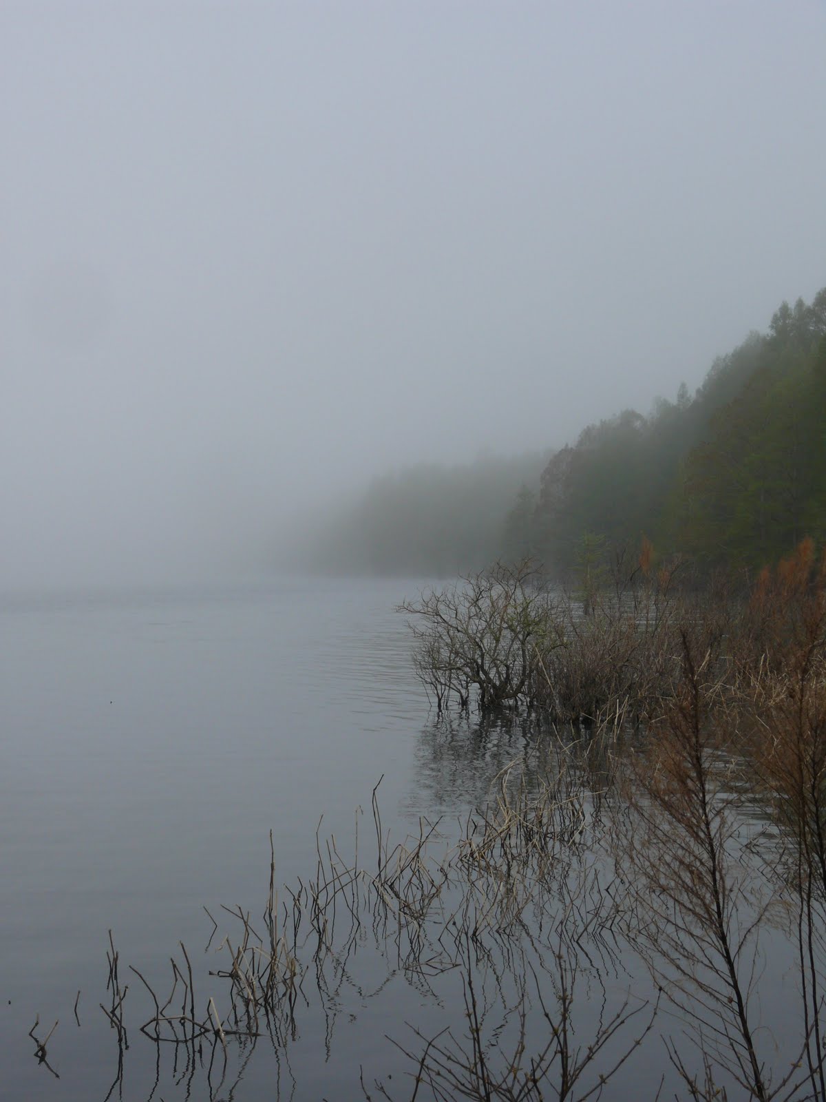 Triangle Naturalist Pettigrew State Park photos and species lists