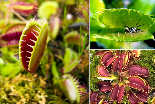 Tanaman Venus  Flytrap tanamanbaru