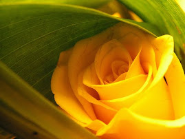 A mesma rosa amarela