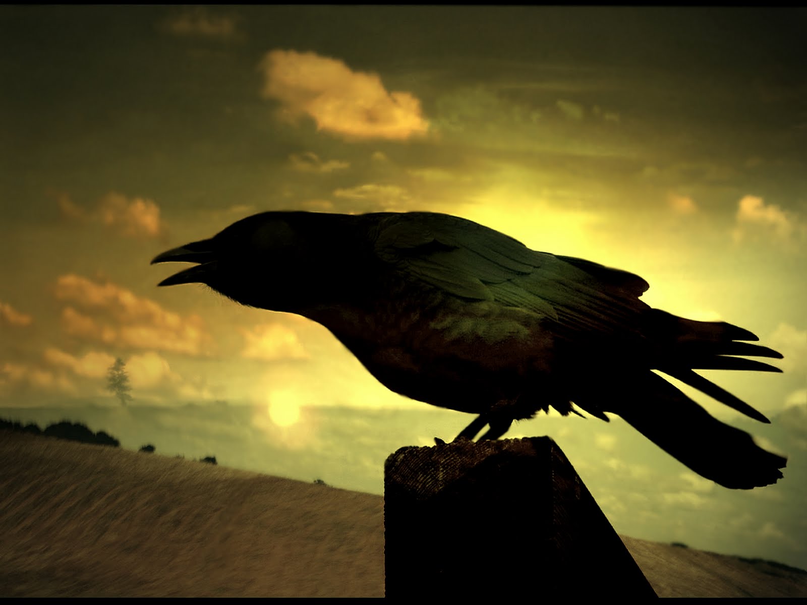 RAVENS PICTURES: ~#CORVOS (49)#~