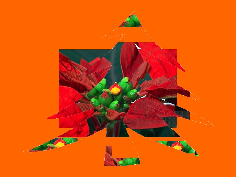 [euphorica_pulcherrima.jpg]