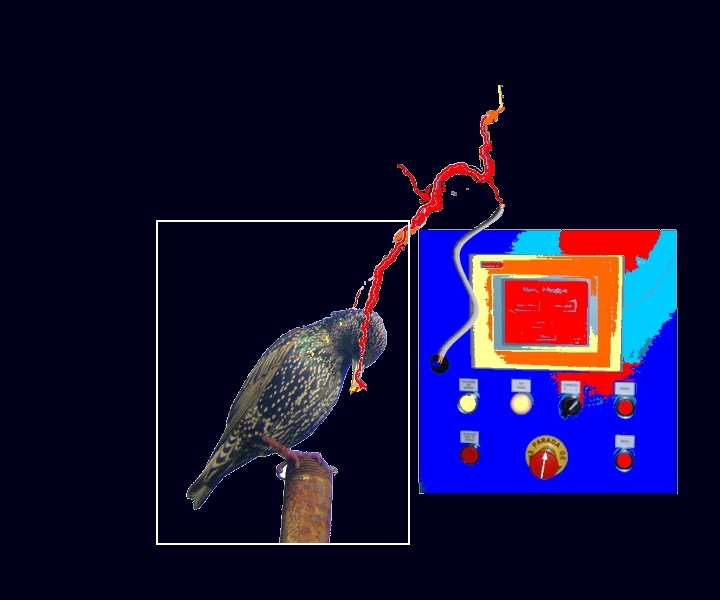 [passaro_trovoada.jpg]