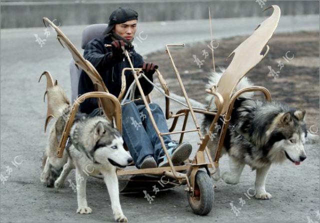 Huskies-07-20100418.jpg