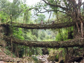 Root_Bridge__004.jpg