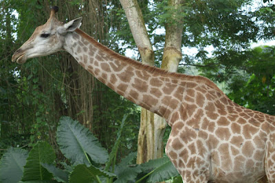 Singapore in Seven Days: Singapore Zoo