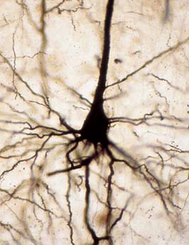 Biologíabc1: Grupo 1