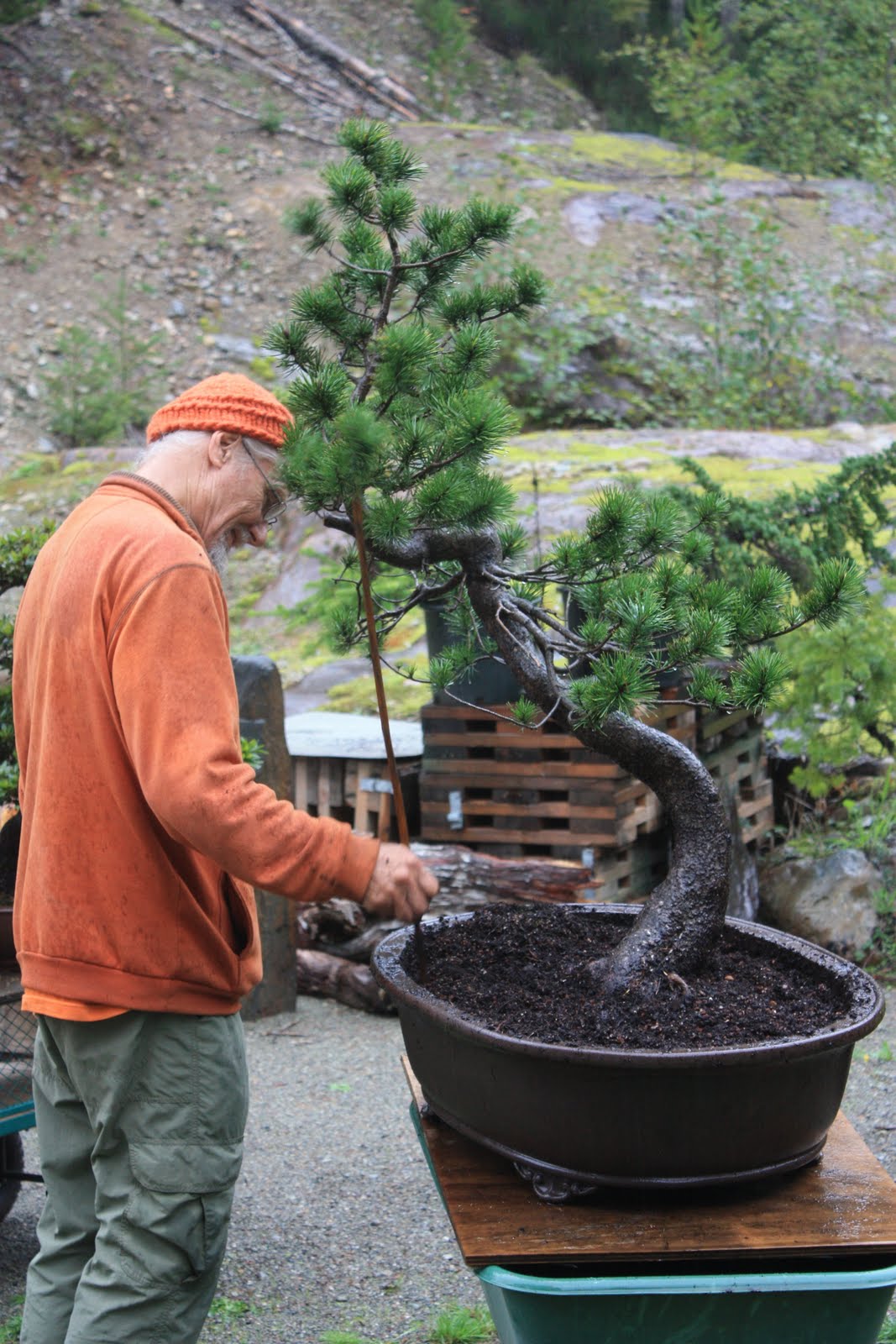 WoodlandBonsai New collected Lodgepole Pine (Pinus Latifolia)