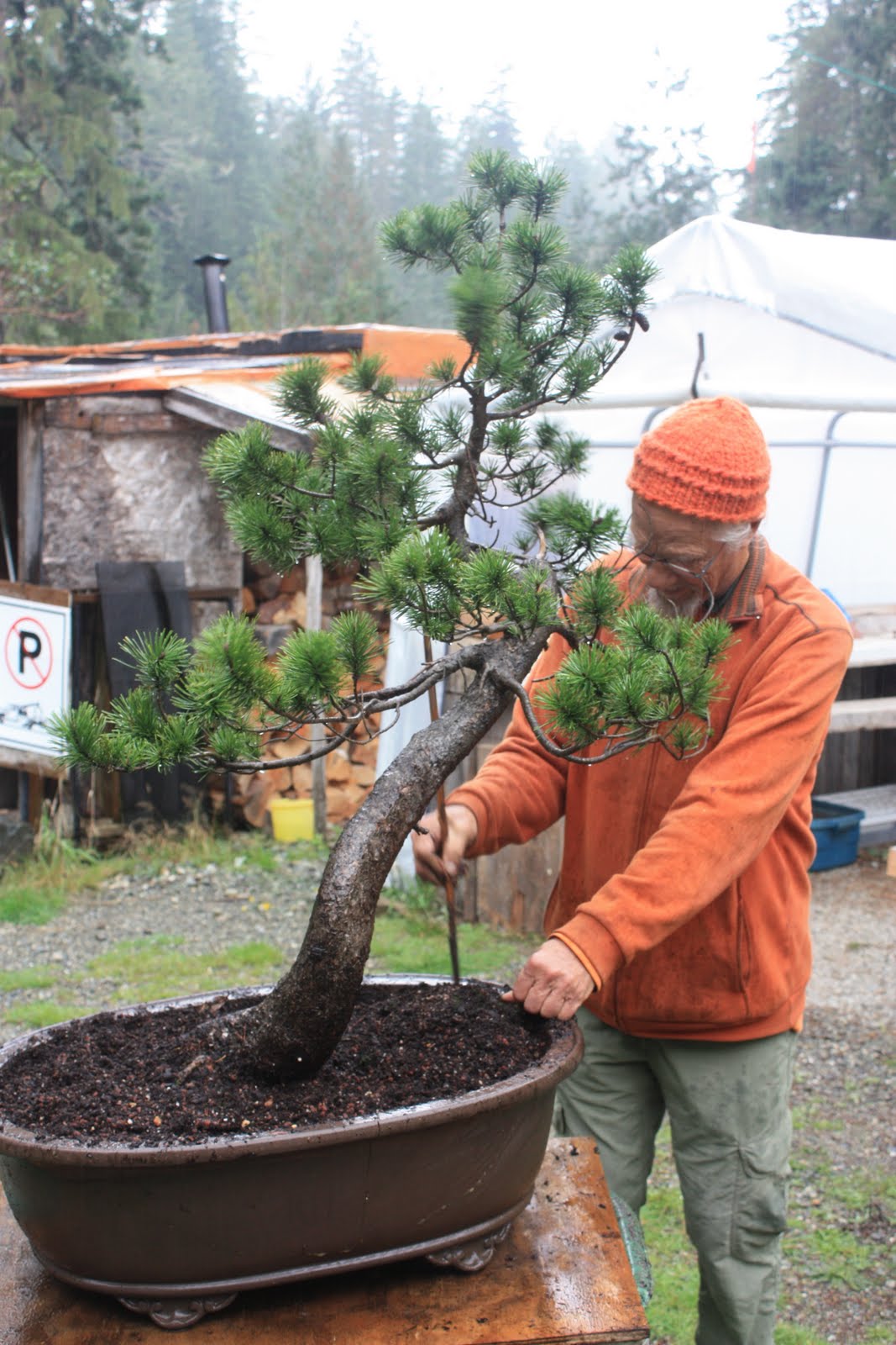 WoodlandBonsai New collected Lodgepole Pine (Pinus Latifolia)