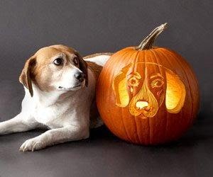 [Halloween+beagle.bmp]