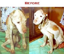 Before Rescue from Neglect