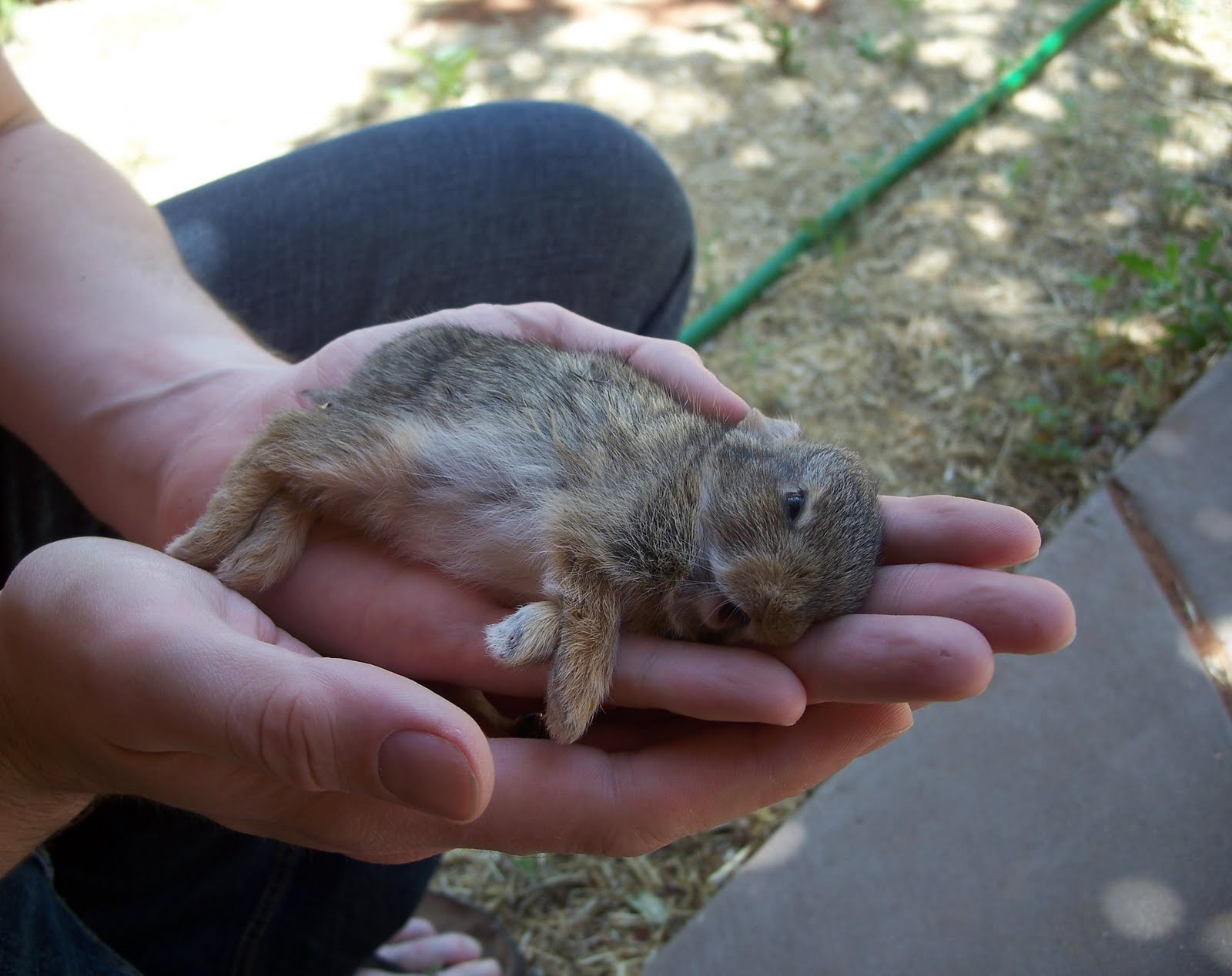 Fox the Poet Her cat killed a bunny, which died in my hands