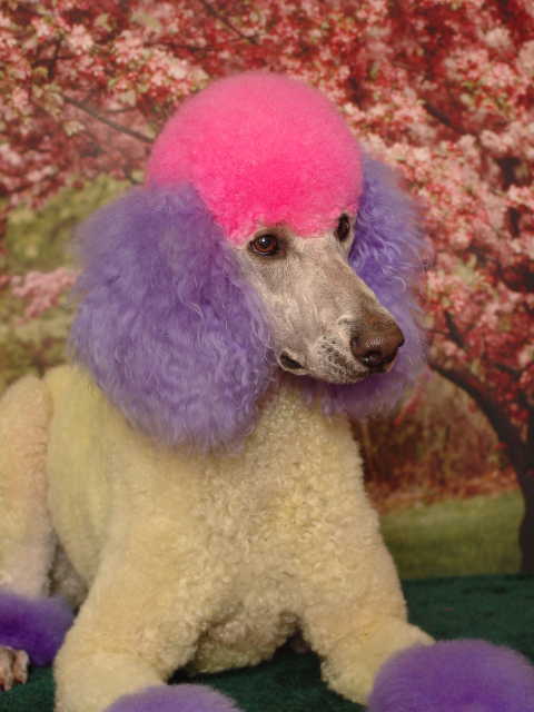 Wow people do stupid things know any?