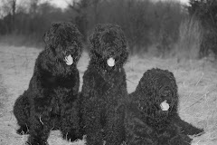 Black Russian Terriers