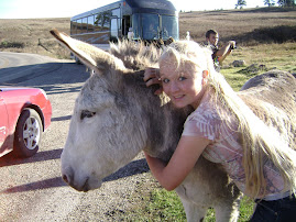 wild burros