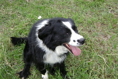 cute dog