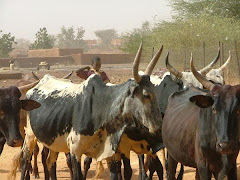 Niger Cows
