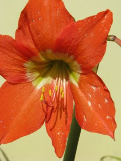orange flower orange flower