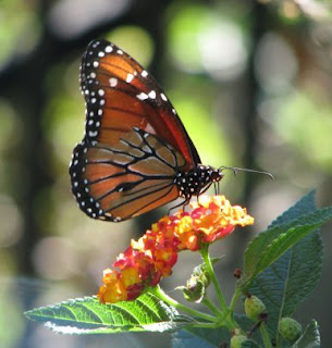 Costa Rica butterfly Costa Rica butterfly