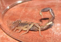Costa Rica scorpion Costa Rica scorpion