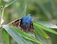 Costa Rica moth