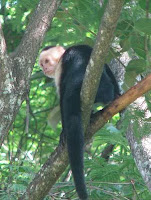 White-faced Capuchin in Costa Rica White-faced Capuchin in Costa Rica