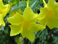 yellow flowers yellow flowers