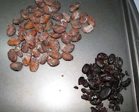 cacao beans cacao beans