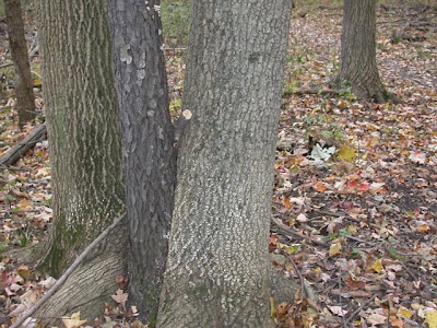 HolyJuan: A treesome