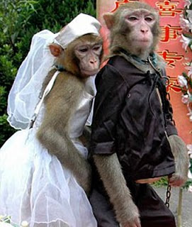 casamiento-de-monos2.jpg