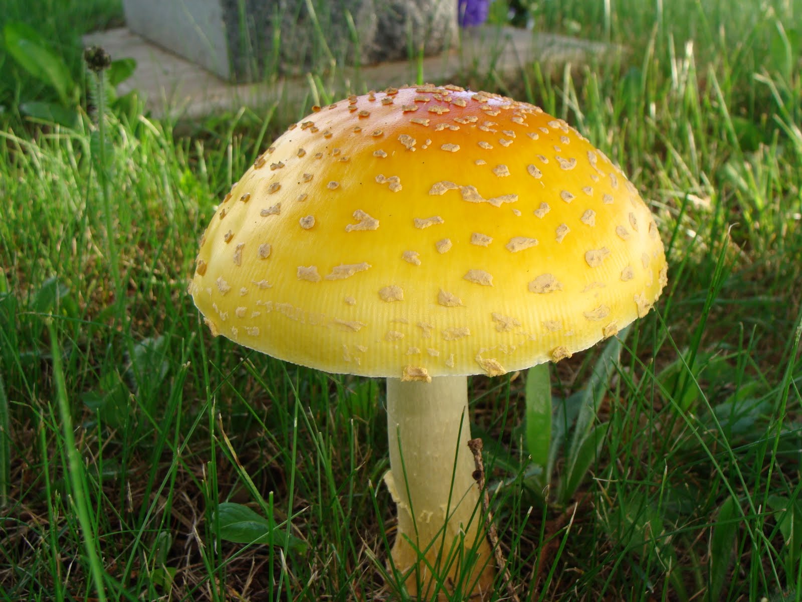 Steevens Stories: The mushroom..