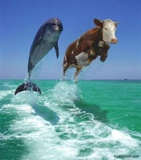 cow+and+dolphin.jpg