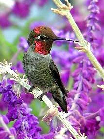 Anna's Hummingbird October 2009