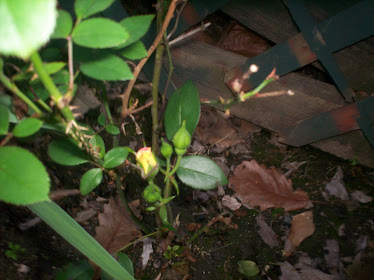 Miniature Yellow Roses