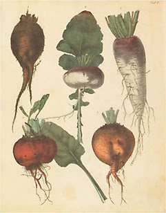 Poster of Turnips and Root Vegetables, courtesy of AllPosters.com