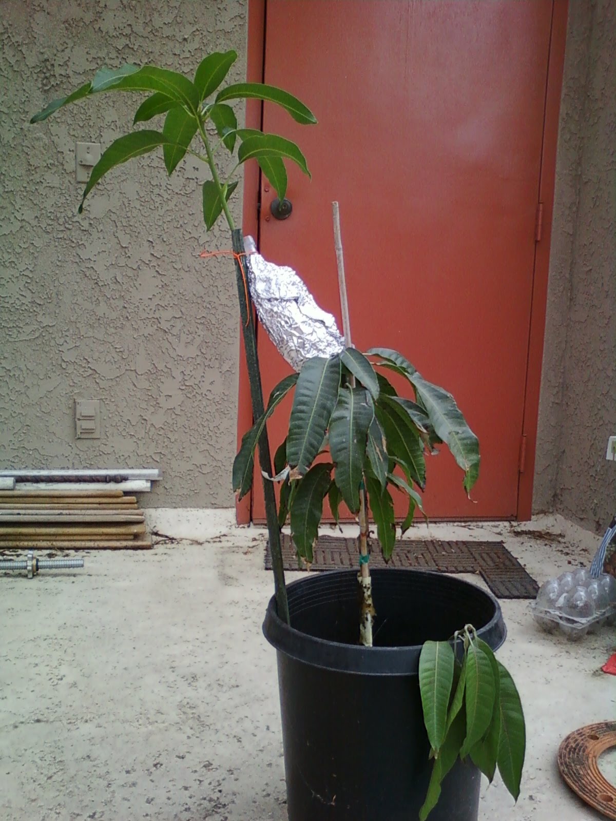 Gary's Garden Carrie Mango Tree