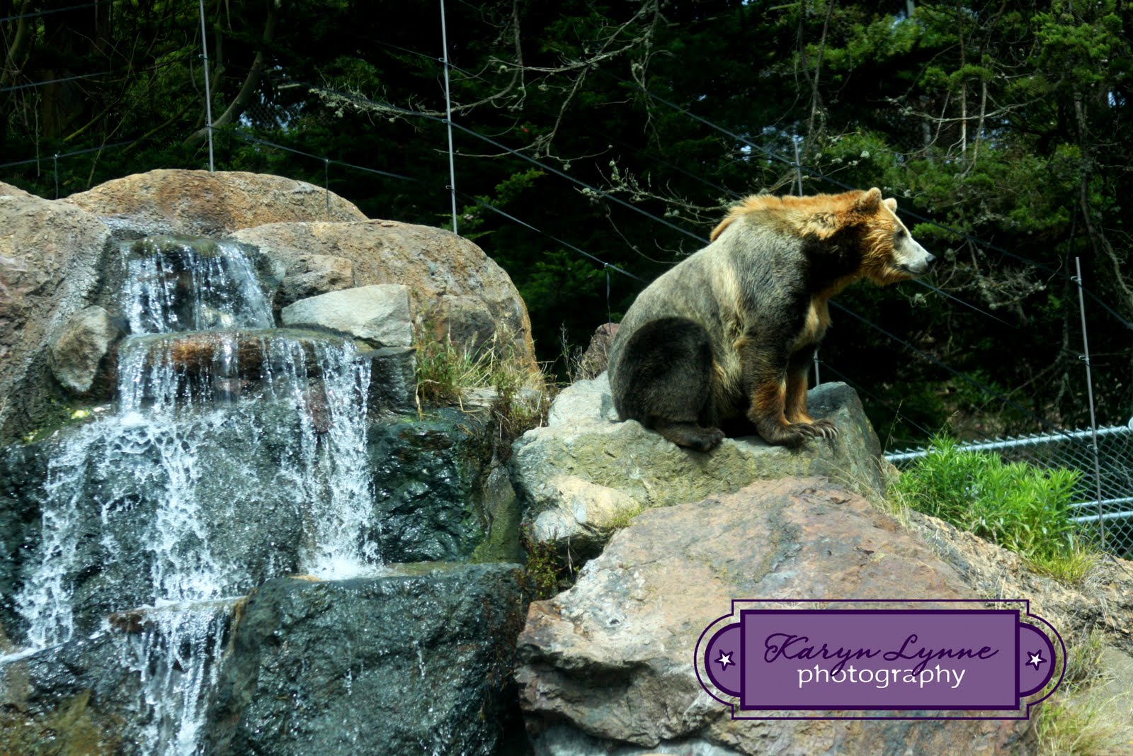 Monkey Love San Francisco Zoo {Animals}