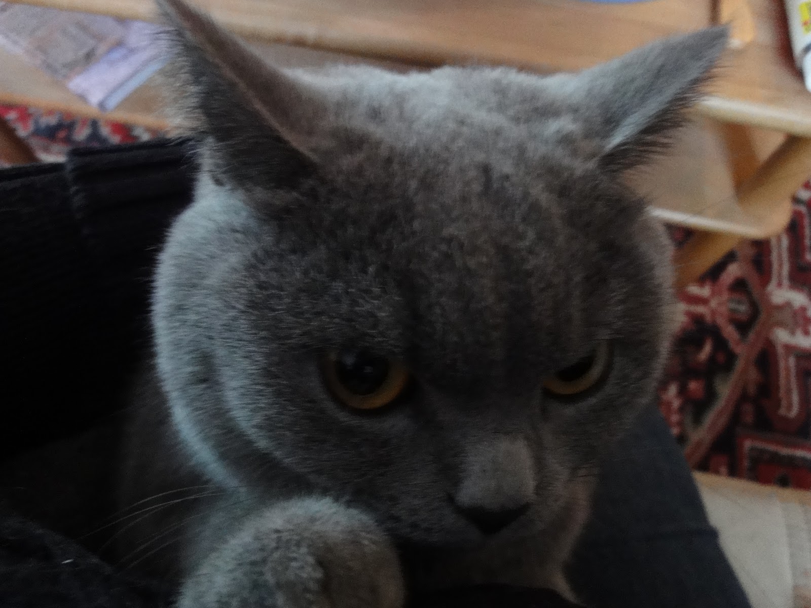 Fremde Katze Miaut Vor Der Tür