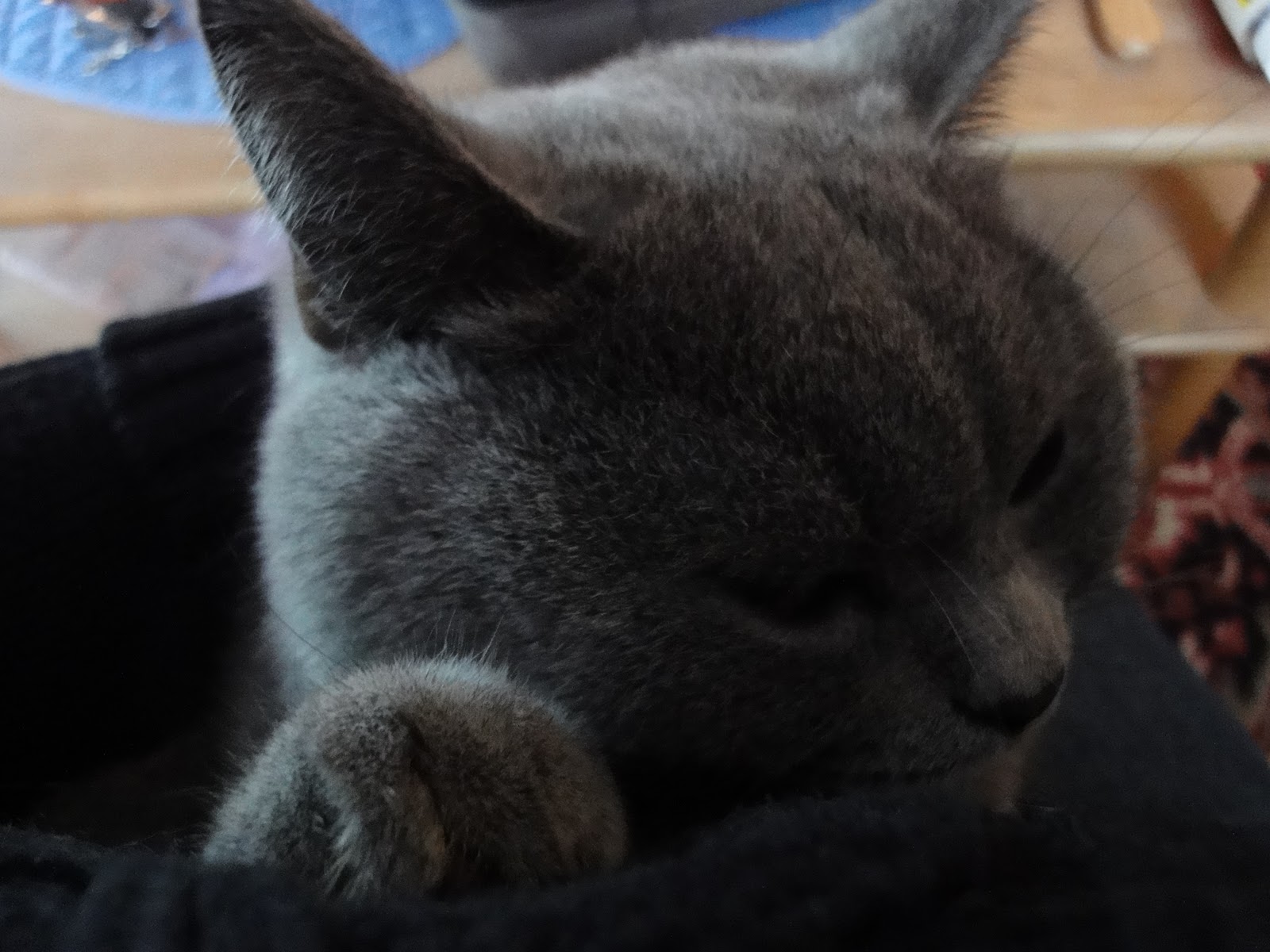 Fremde Katze Miaut Vor Der Tür