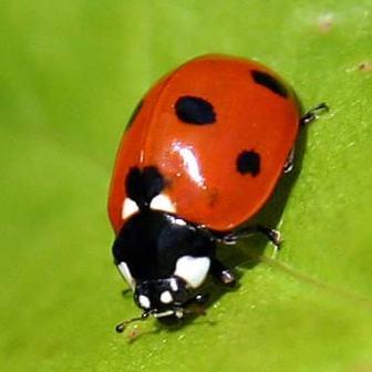 [ladybug-in-tennessee.jpg]