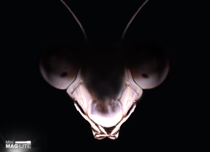 Mini Maglite / Mantis