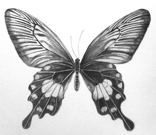 drawings / sketches: Butterfly drawing with pencil