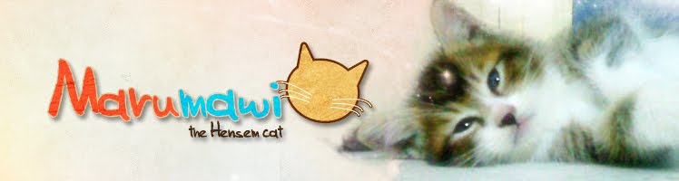 marumawi | the hensem kitten
