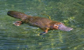 [platypus.jpg]