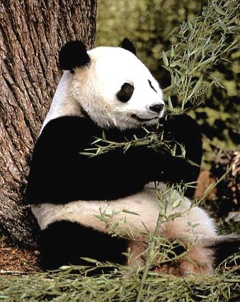 [oso_panda2-1.jpg]