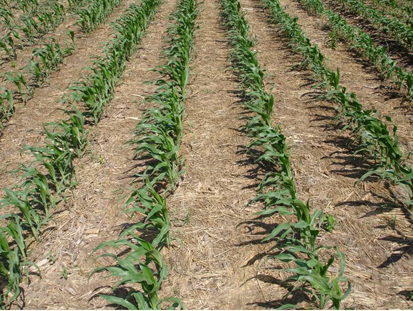 AboveCapricorn Soil Stability Enhanced by Using NoTill Agriculture