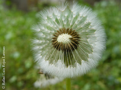 El Blog del Padre Rafael: Viaje al fondo del... jardín de mi casa