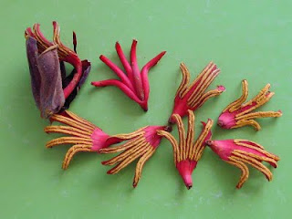 Herbolarios Anonimos: FLOR DE MANITA