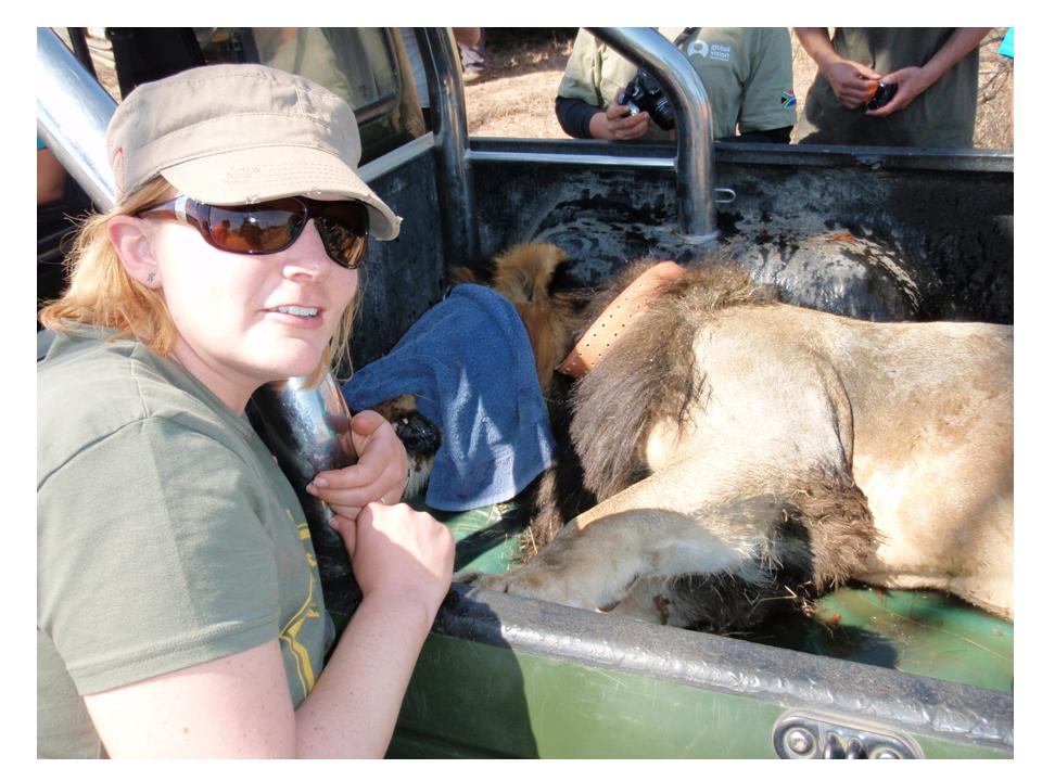 [Copy+of+Lion+darting.jpg]